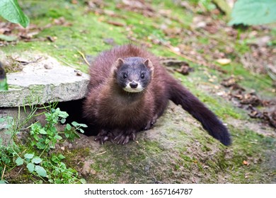 European Mink Closeup (Mustela Lutreola)