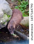 European Mink Drinking Water (Mustela lutreola)