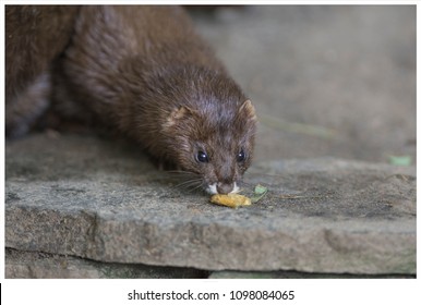 European Mink Eating A Prey