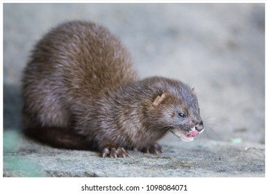 European Mink Eating A Prey