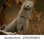 European Mink in the Forest - Portrait