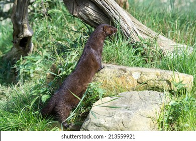 European Mink (Mustela Lutreola)