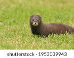 European mink Mustela lutreola rare mammal