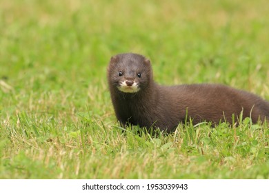 European Mink Mustela Lutreola Rare Mammal