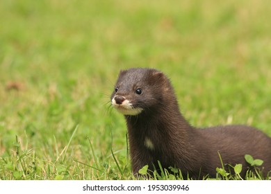 European Mink Mustela Lutreola Rare Mammal