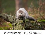 The European minks in the wood