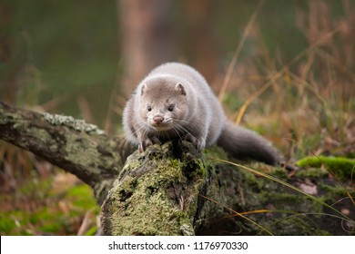 The European minks in the wood