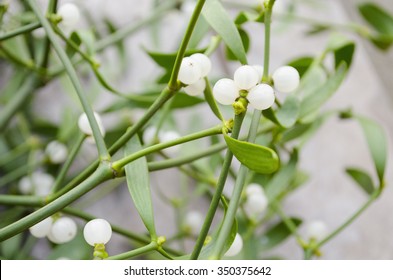 European Mistletoe