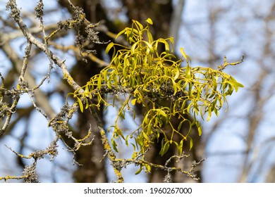 European Mistletoe On Bare Tree