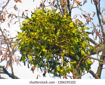 European Mistletoe, Viscum Album,