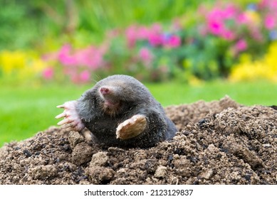European mole crawling out of molehill above ground, showing strong front feet used for digging underground tunnels - Shutterstock ID 2123129837