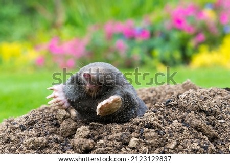 European mole crawling out of molehill above ground, showing strong front feet used for digging underground tunnels