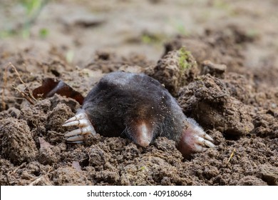 European Mole Emerging From The Ground (Talpa Europaea), Po Valley Italy