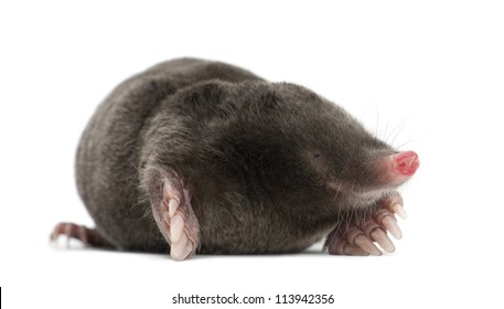 European Mole, Talpa europaea, against white background