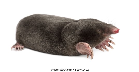 European Mole, Talpa europaea, against white background