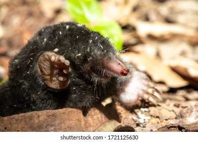 Baby Mole Images Stock Photos Vectors Shutterstock