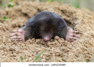 The European mole (Talpa europaea) is a mammal of the order Eulipotyphla. European mole (Talpa europaea) in the natural biotope.