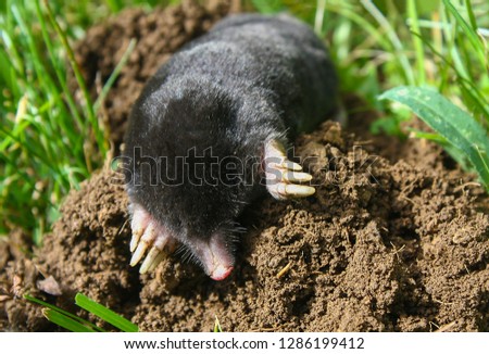 European mole (Talpa europaea) is a mammal of the order Eulipotyphla. It is also known as the common mole and the northern mole.