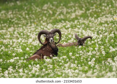 European mouflon on the spring meadow. Mouflon lying in the dandelions. Nature in Europe. 