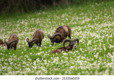 European mouflon on the spring meadow. Mouflon lying in the dandelions. Nature in Europe. 