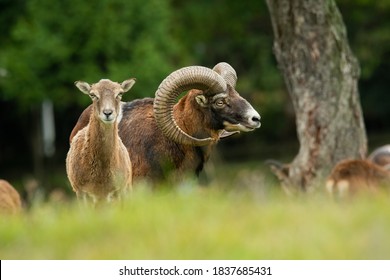 European mouflon (Ovis aries musimon) standing in the grass in the forest. Beautiful brown furry mouflon with horns in its environment with soft background. Wildlife scene from nature. Czech Republic