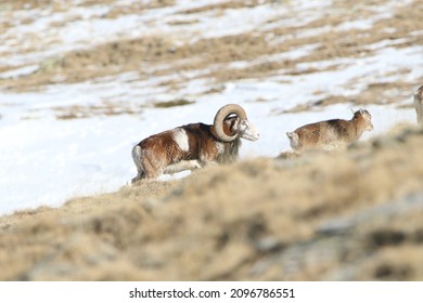 European mouflon (Ovis aries musimon), An amazing mammal with brown hair in the mountains. Wildlife scene in nature, Catalonia, Spain.