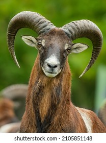 European mouflon (Ovis aries musimon), with beautiful green coloured background. Amazing mammal with brown hair near the forest. Autumn wildlife scene from nature, Czech Republic - Shutterstock ID 2105851148