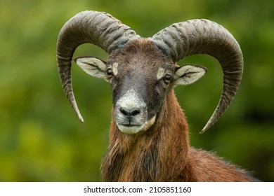 European mouflon (Ovis aries musimon), with beautiful green coloured background. Amazing mammal with brown hair near the forest. Autumn wildlife scene from nature, Czech Republic - Shutterstock ID 2105851160