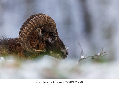European mouflon (Ovis aries musimon) has a broken forehead from the fight