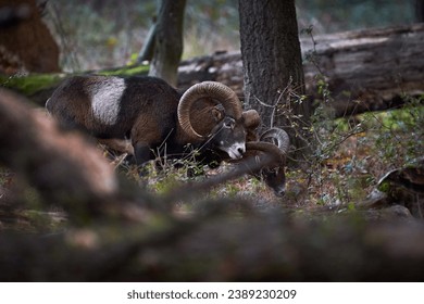 European mouflon (Ovis aries musimon) Slovakia