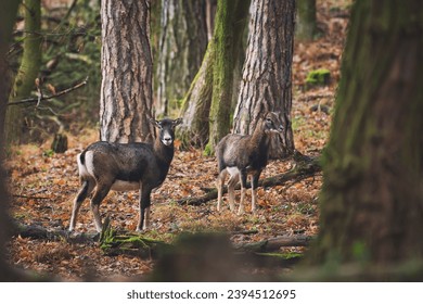 The European mouflon (Ovis aries musimon)