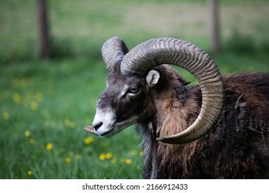 European mouflon (Ovis aries musimon)in green grass. Beautiful brown furry mouflon with horns in its environment with soft background. Wildlife scene from nature. 