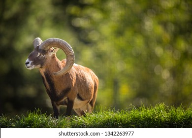 European Mouflon (Ovis Orientalis Musimon)