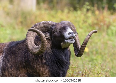 The European Mouflon (Ovis Orientalis Musimon)