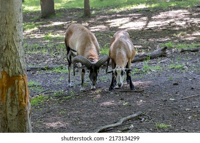 The European mouflon (Ovis orientalis musimon) in game reserve. Female mouflon - ewe and male mouflon - ram.