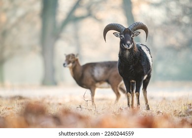 European Mouflon - Ovis orientalis musimon, beautiful primitive sheep with long horns from European forests and woodlands, Czech Republic.
