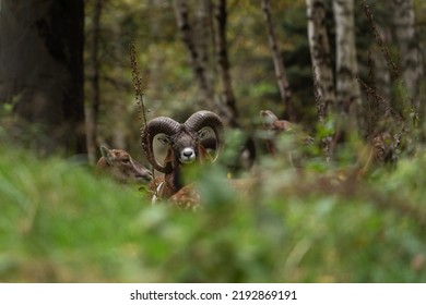 European mouflon in the wood. Male mouflon check surroundings. European nature.