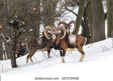 European mouflons (Ovis aries musimon) walking in fresh deep snow. Beautifull winter scenery with old majestic wild animals.