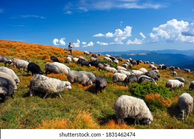 European mountains traditional shepherding in high-altitude fields. Shepherds with dogs graze large flocks of sheep that provide wool, milk and meat. The highest peak of Ukraine is Goverla.