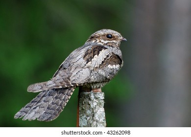 European Nightjar