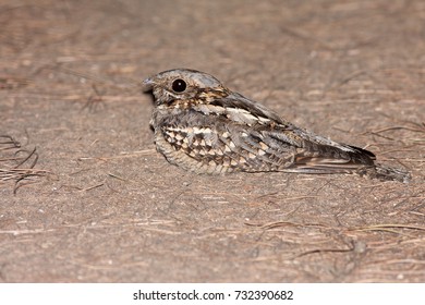 European Nightjar