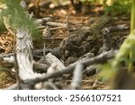 European nightjar (Caprimulgus europaeus) sitting on a ground nest, camouflaged on the forest floor