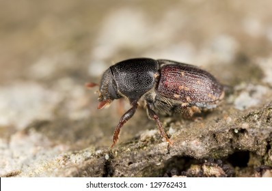 1,480 Oak bark beetle Images, Stock Photos & Vectors | Shutterstock