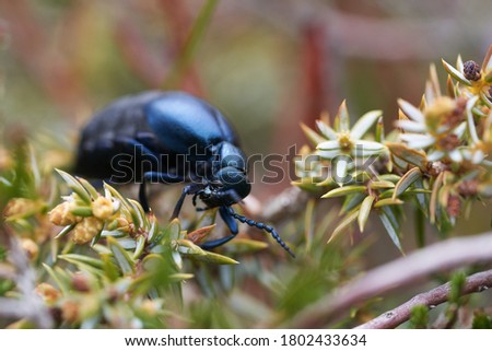 European Oil Beetle Meleo scarabeus Macro