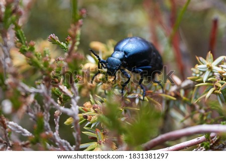 European Oil Beetle Meleo scarabeus Macro in Swiss alps