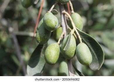 European olive or Common Olive (Olea europaea) fruit close-up on an olive tree branch on blurred background, Italy, Tuscany region - Shutterstock ID 2050696082