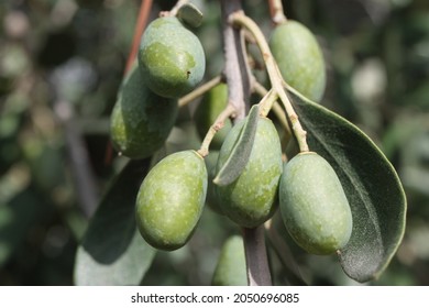 European olive or Common Olive (Olea europaea) fruit close-up on an olive tree branch on blurred background, Italy, Tuscany region - Shutterstock ID 2050696085