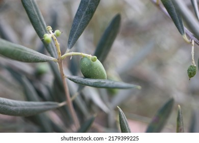 European olive or Common Olive (Olea europaea) fruit close-up on a blurred background, Greece, Thasos island - Shutterstock ID 2179399225