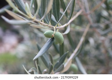 European olive or Common Olive (Olea europaea) fruit close-up on a blurred background, Greece, Thasos island - Shutterstock ID 2179399229