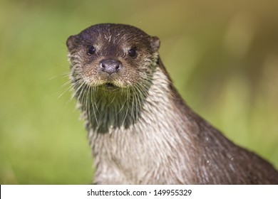 European Otter Close Up